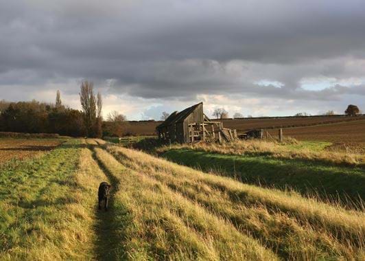 Izzi Hudson - flower pressing