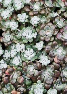 Green succulents overhead