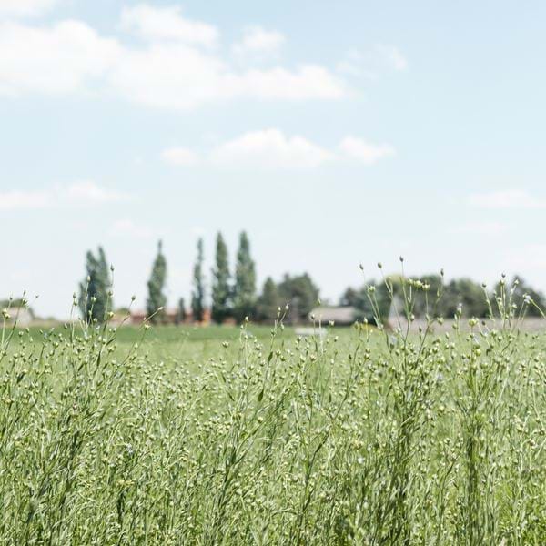 Flax_Field_Edit_Feb19