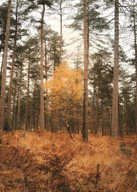 Autumn Forest stock image