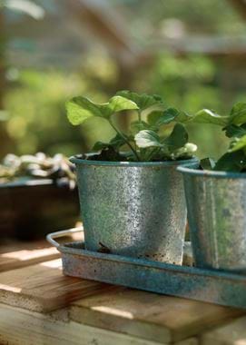 Kirsty's Vegetable Garden-30