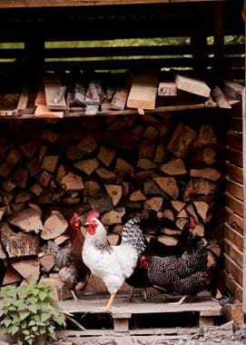 Touch Story - Faraway Farm 36