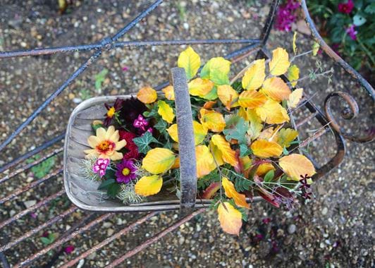 Izzi Hudson - flower pressing