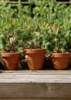 Kirsty's Vegetable Garden-33