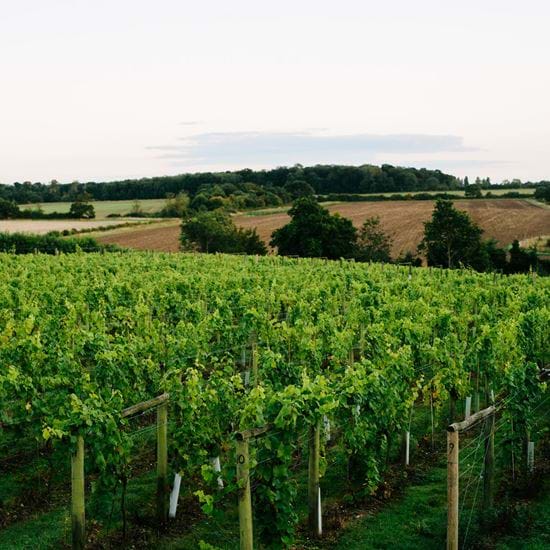vineyard
