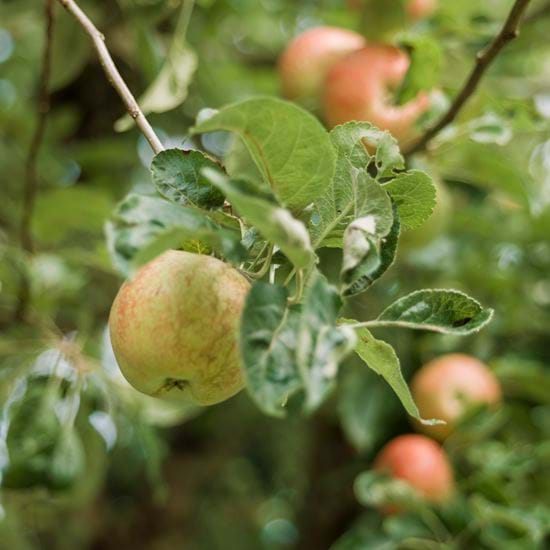 Stories 12 Orchard apples-2