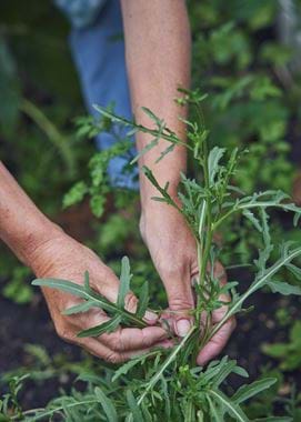Pesto - Jane Cumberbatch