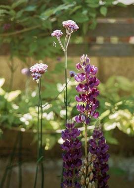 Kirsty's Vegetable Garden-4