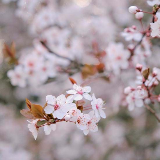 Spring Flowers 02