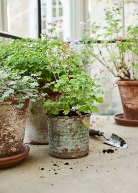 GREENHOUSE_BOSCOMBE_TEA_FOR_TWO_DETAILS_049