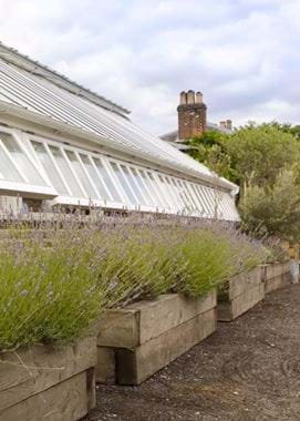 the-medicine-garden-2