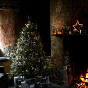 ALBERT_TREE_021_forTextover