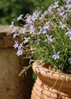 Kirsty's Vegetable Garden-16