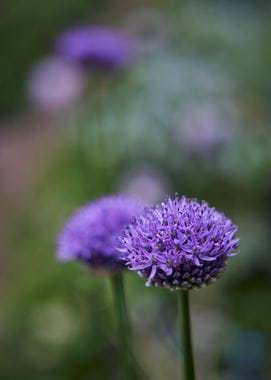 Jane Cumberbatch garden - 21/05/2021 14