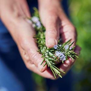 Jane Cumberbatch garden - 21/05/2021 06
